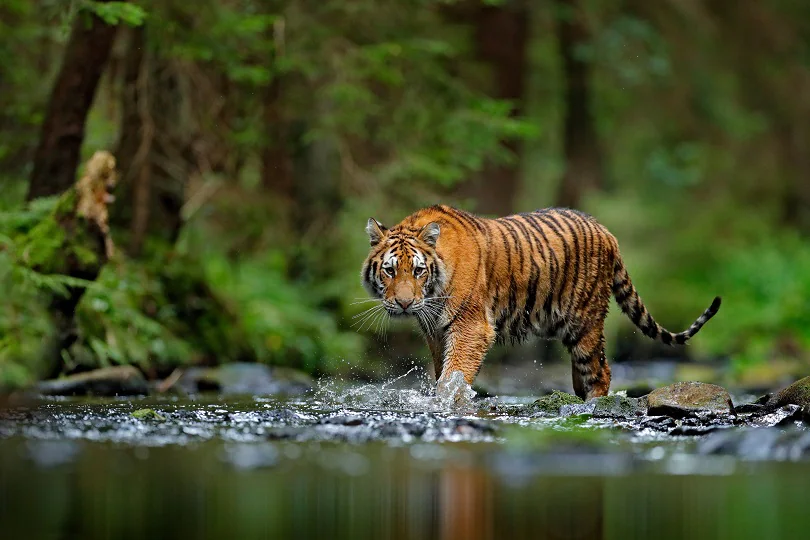 Periyar National Park & Tiger Reserve