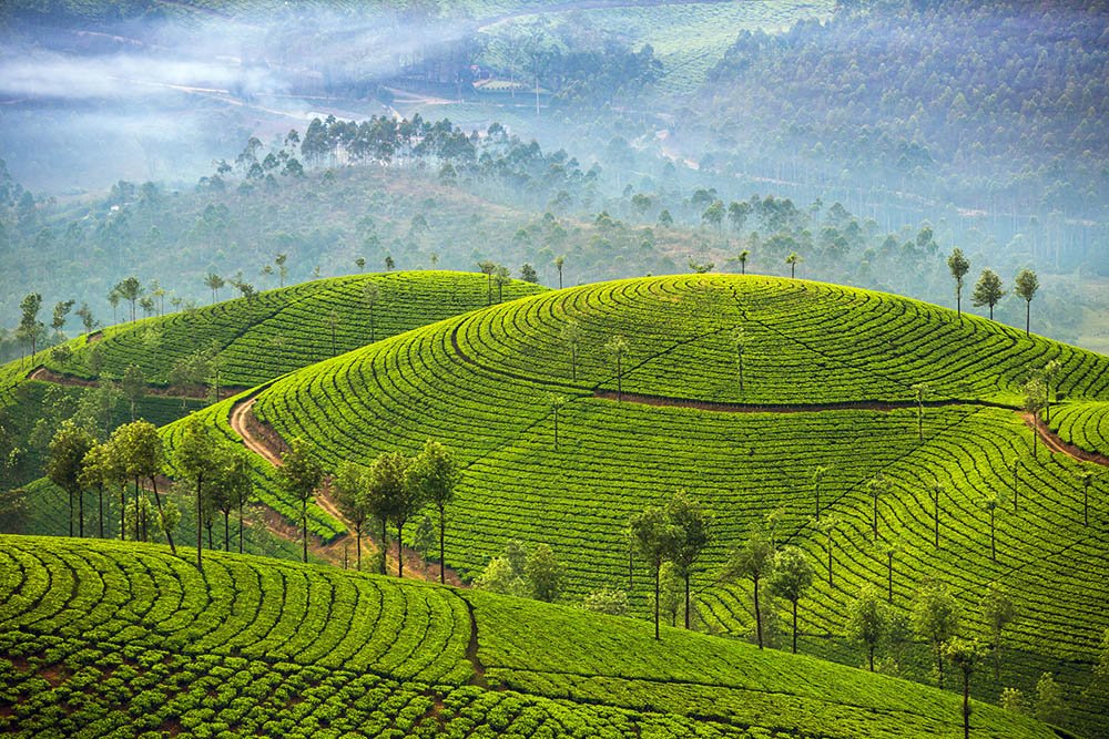 Thekkady Spice Experiences